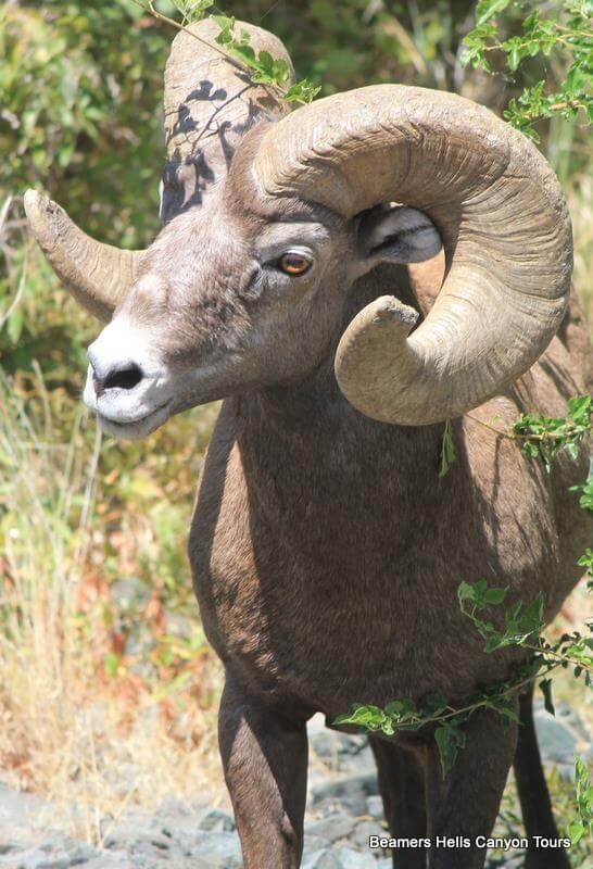 Hells Canyon